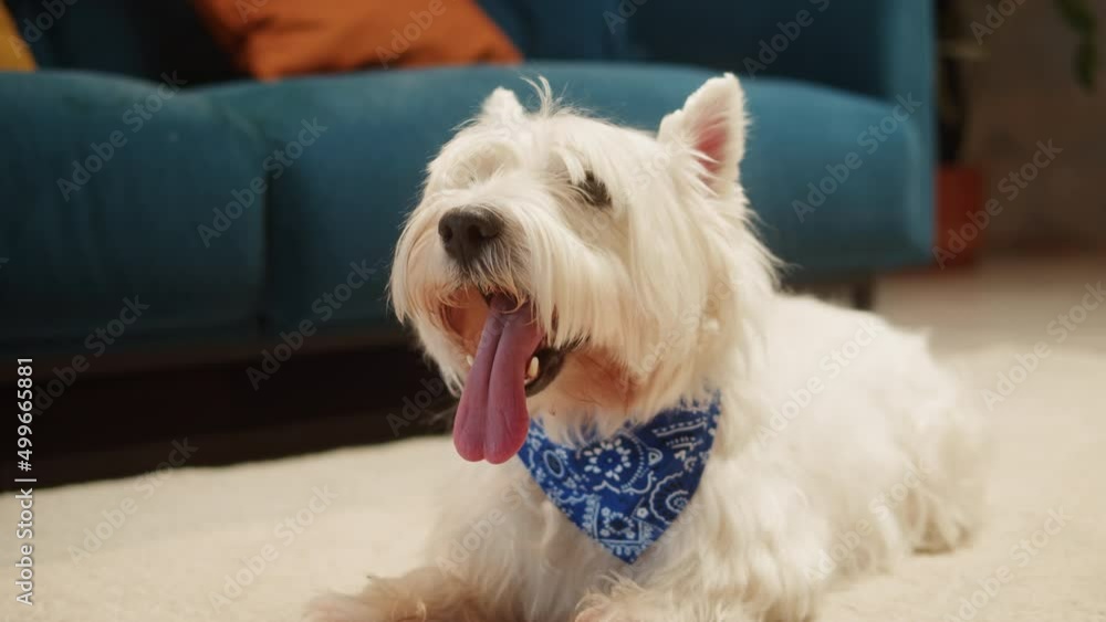 Beautiful dog wearing blue scarf close-up, west highland white terrier portrait. Obedient Westie puppy posing. Happy domestic animal concept, best friends, relaxing at home, breathing with tongue out. Beautiful dog wearing blue scarf close-up, west highland white terrier portrait. Obedient Westie puppy posing. Happy domestic animal concept, best friends, relaxing at home, breathing with tongue out.