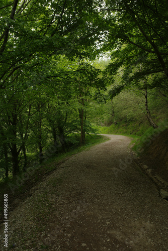road in the woods © Laiotz