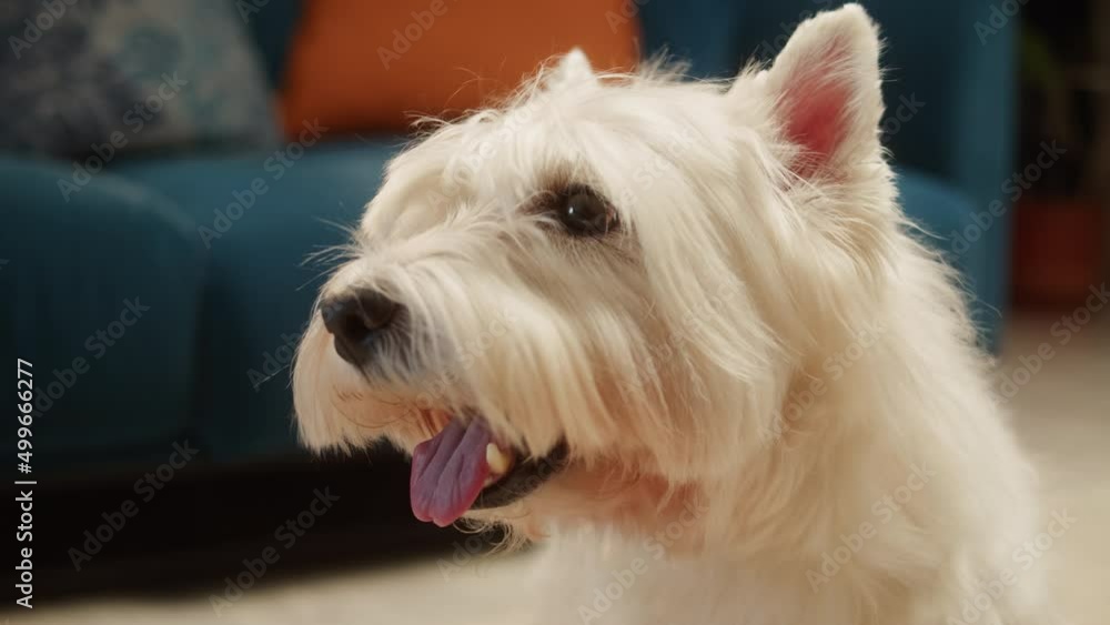 West highland white terrier close-up, small dog portrait. Obedient Westie puppy posing. Happy domestic animal concept, best friends, relaxing at home, breathing with tongue out. West highland white terrier close-up, small dog portrait. Obedient Westie puppy posing. Happy domestic animal concept, best friends, relaxing at home, breathing with tongue out.