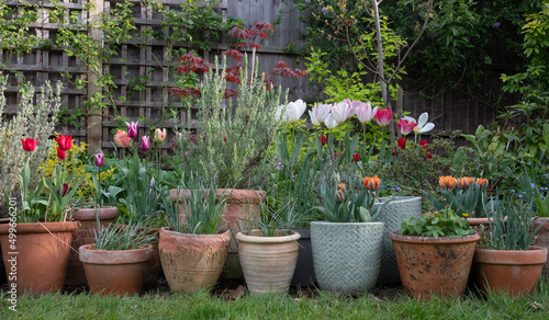 Variety of terracotta flower pots in spring in a suburban garden in Pinner, north west London, with flowers including  colourful tulips and lavender. photo