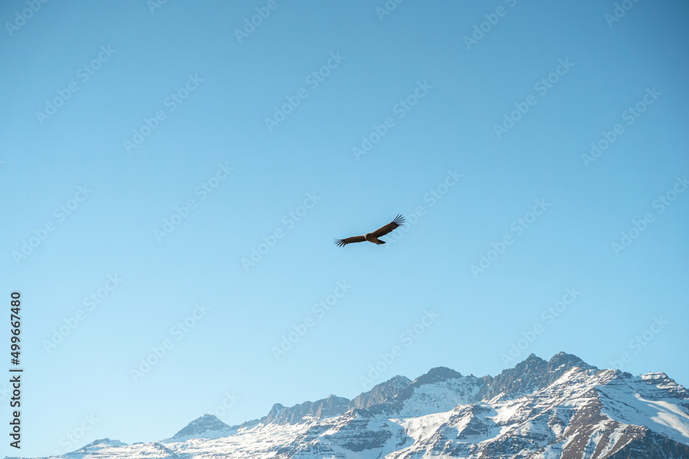Horizontal shot of Andean condor flying over snow-capped Andean mountains, Chile Horizontal shot of Andean condor flying over snow-capped Andean mountains, Chile