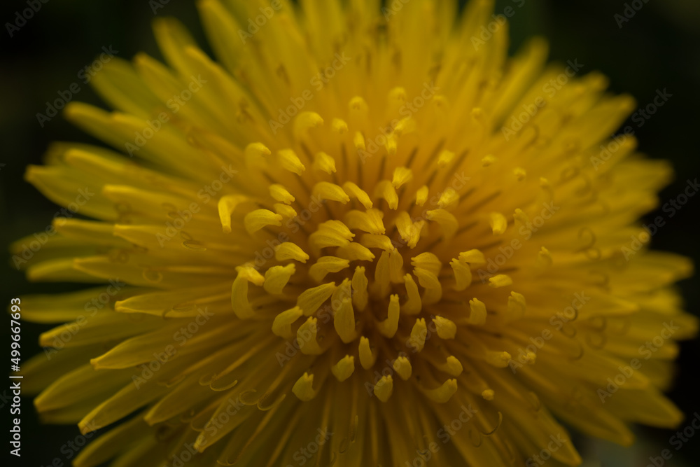 Close up photo of dandelion flower. Close up photo of dandelion flower.