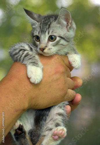 Fototapeta Naklejka Na Ścianę i Meble -  gray with white tabby kitten in hands