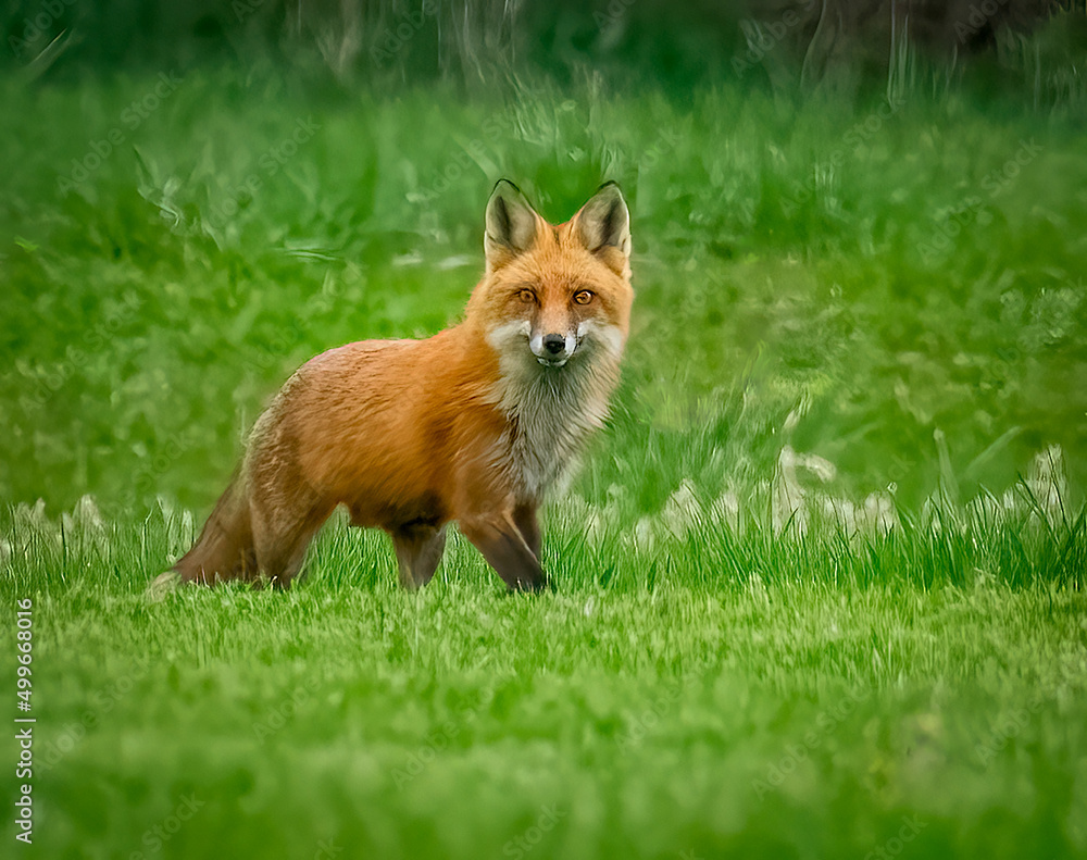 Red Fox in Chester County PA Red Fox in Chester County PA