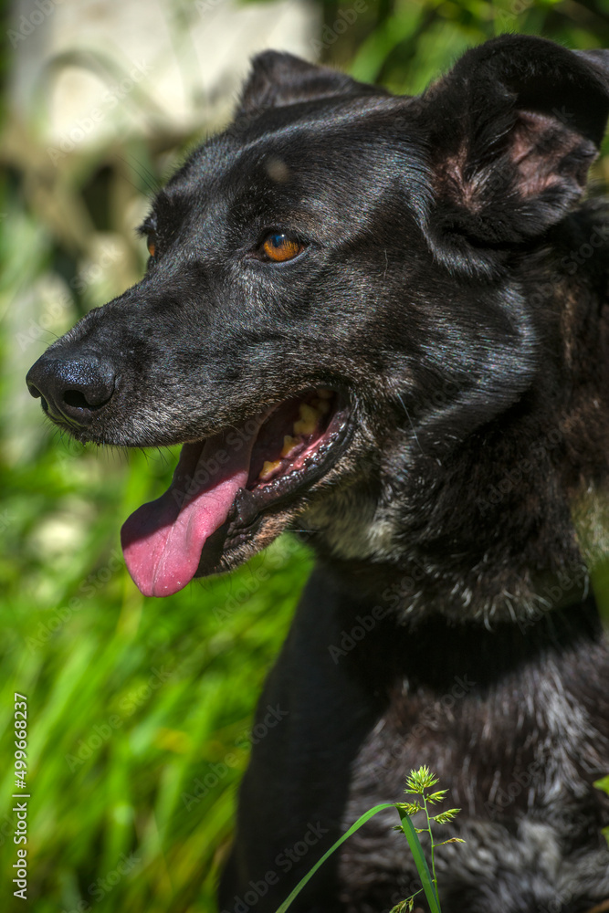 black dog mongrel on a leash in summer black dog mongrel on a leash in summer
