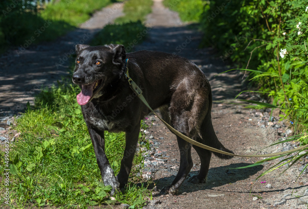 black dog mongrel on a leash in summer black dog mongrel on a leash in summer