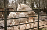 Two white donkeys are mating in the pasture.