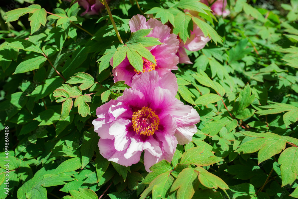 Obraz premium tree peony in full blooming