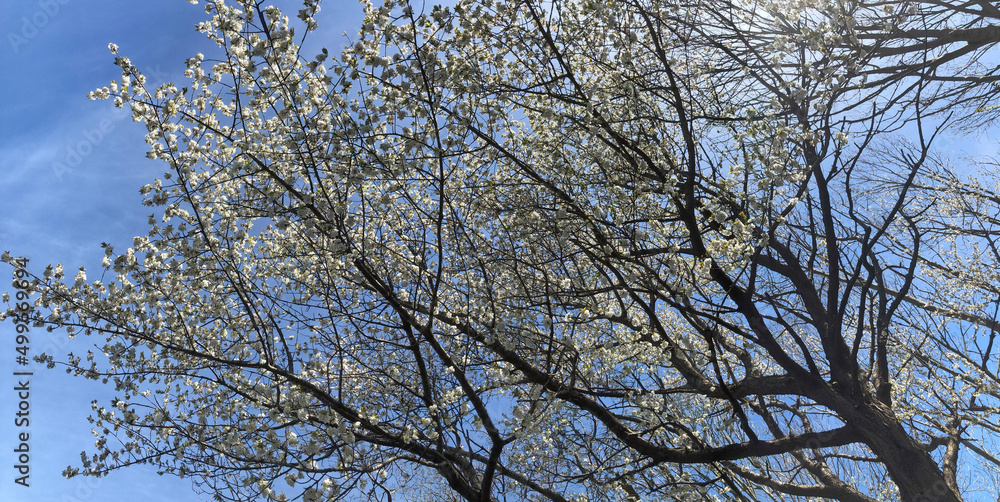 Blossoming tree Netherlands. Spring. Panorama. Blossoming tree Netherlands. Spring. Panorama.