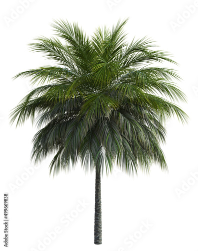 3D Green palm tree