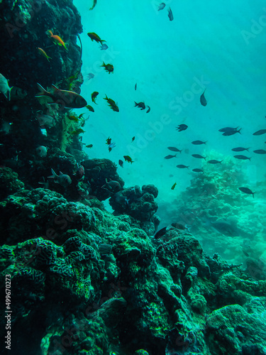 coral reef and fish in sea
