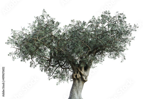 3D Olive tree isolated