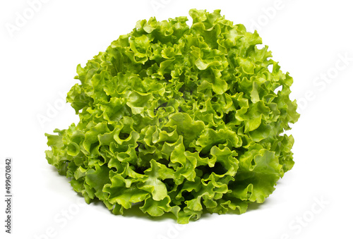 fresh green lettuce salad from local farmers (producers) isolated on white background
