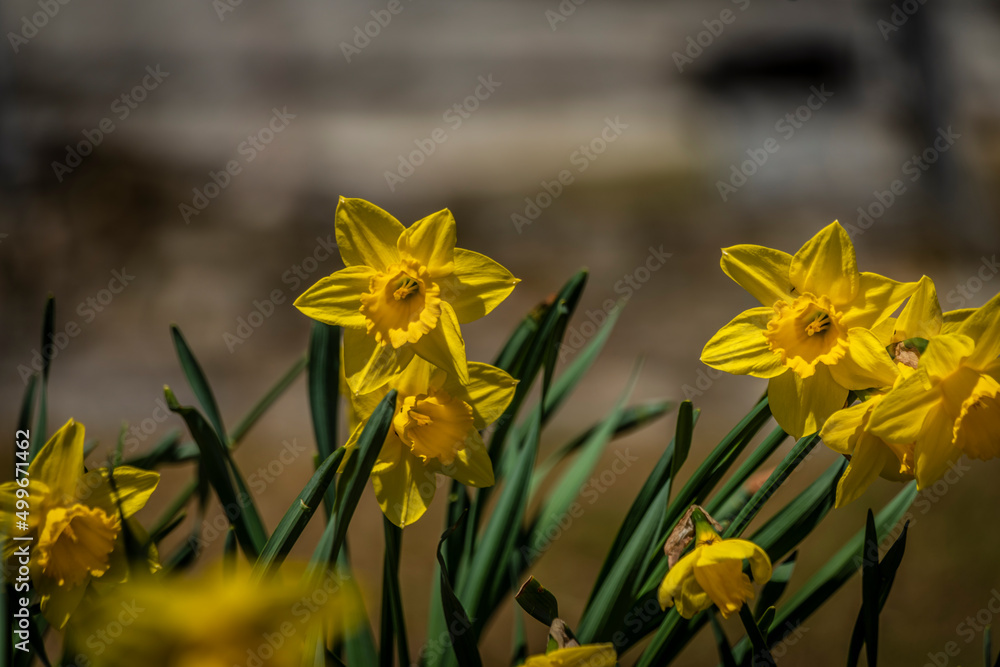 Fototapeta premium Narcis yellow flower in green leaves in spring sunny day