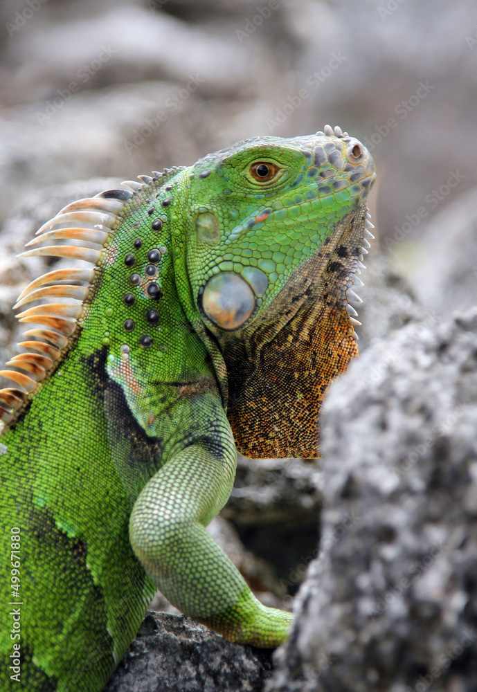 Green Iguana (Iguana iguana), Cozumel, Mexico