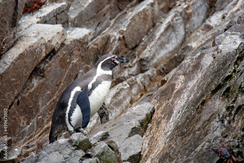 Humboldt Penguin (Spheniscus humboldti) Climbing a Rock. Ballestas Islands, Paracas, Peru