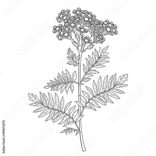 Branch of outline medicinal Tansy or Tanacetum vulgare flower bunch with buds and leaf in black isolated on white background. 