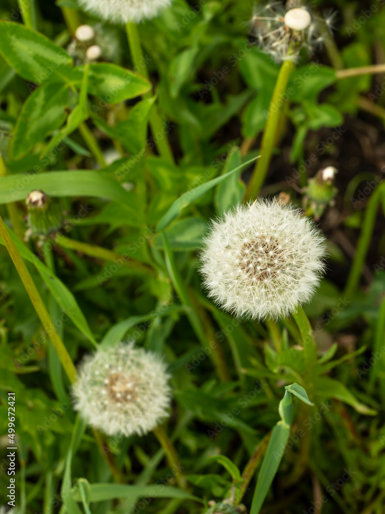 Two white air dandelions on a background of green foliage.