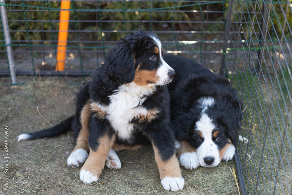 Puppy Bernese Mountain Dog eight weeks old.