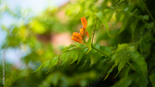Vegetable green backgrounds with orange buds.