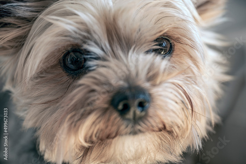 yorkshire terrier portrait