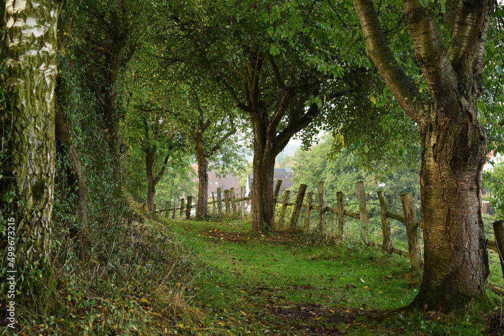 Naklejka premium an der Wiese