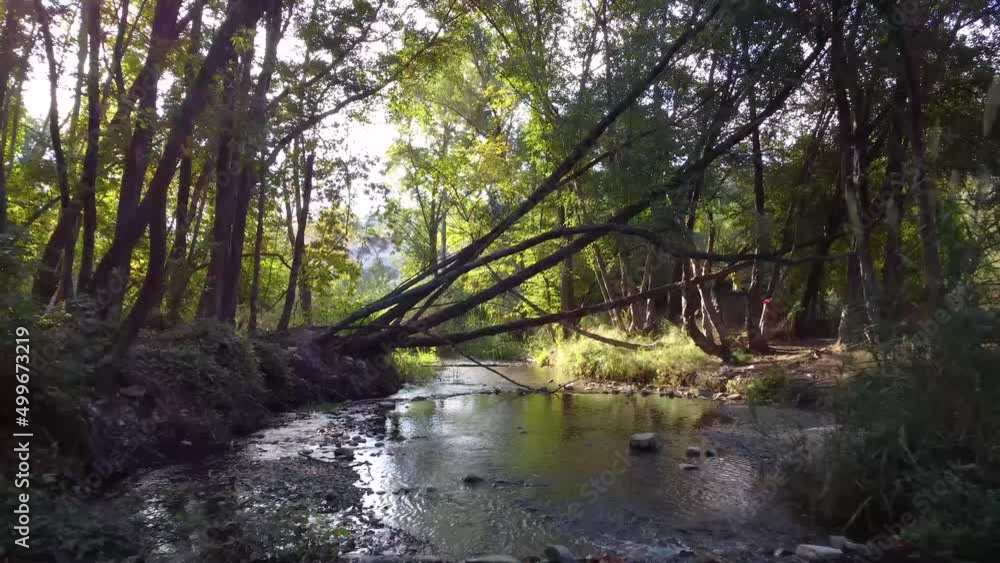 Calming view of a river running through a forest during a warm sunny day. Calming view of a river running through a forest during a warm sunny day.