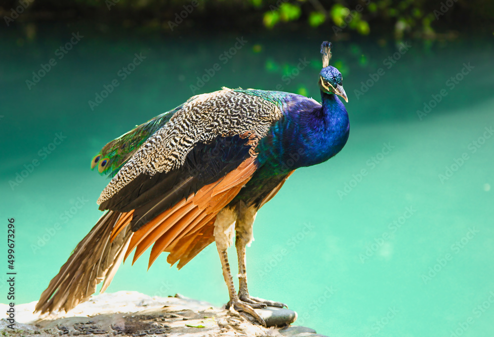 Obraz premium The peacock is a very beautiful bird. Peacocks live in the jungle and feed on seeds, berries, young leaves, and insects. Colorful plumage and a long tail with iridescent eye-like spots.