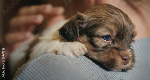 jack russell terrier