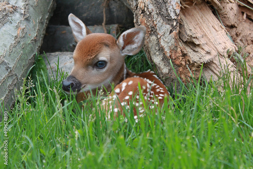 Day old deer fawn hiding in grass in front of log pile. photo