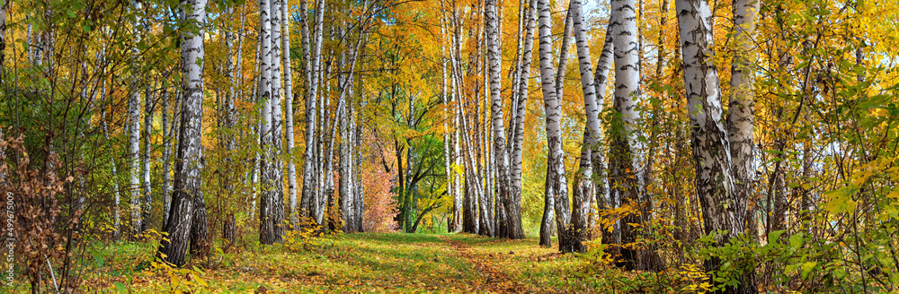 Obraz premium Birch grove on sunny autumn day, beautiful landscape through foliage and tree trunks, panorama, horizontal banner