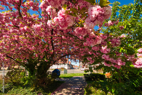 Frühling im Elsass in Boofzheim photo