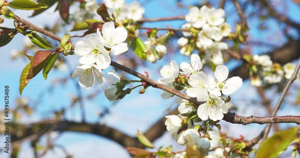 Blooming branch of apple tree on a blurred natural background. White flowers of apple tree in spring Blooming branch of apple tree on a blurred natural background. White flowers of apple tree in spring