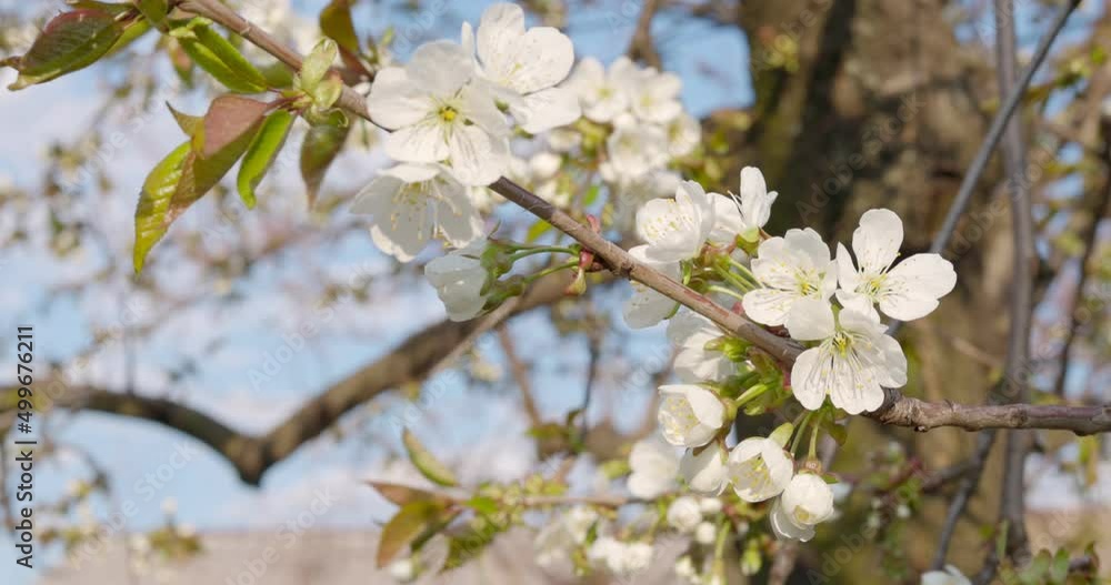 Blooming branch of apple tree on a blurred natural background. White flowers of apple tree in spring Blooming branch of apple tree on a blurred natural background. White flowers of apple tree in spring