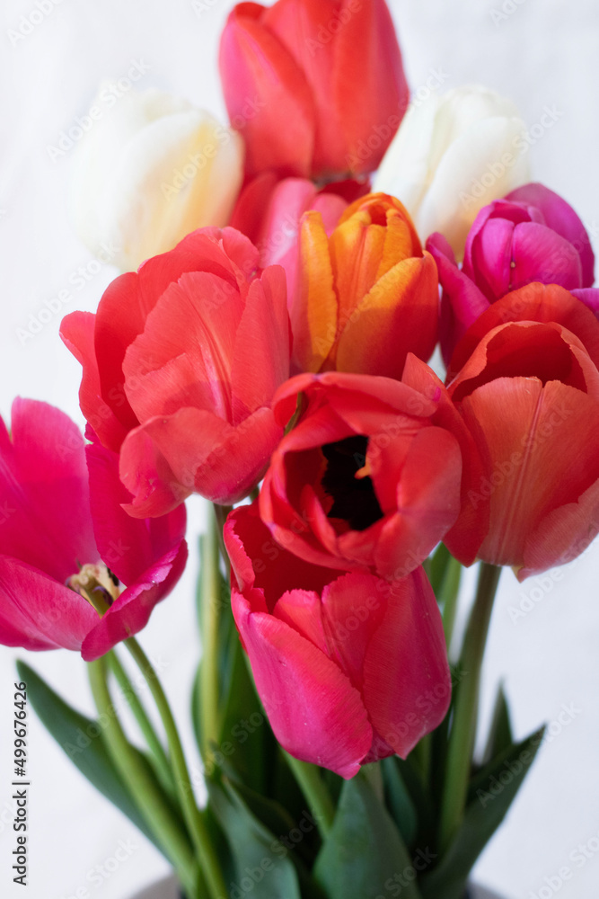 Obraz premium Tulips white background