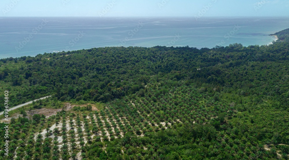 Aerial drone view of oil palm plantations near the sea in Sedili Kecil, Johor, Malaysia