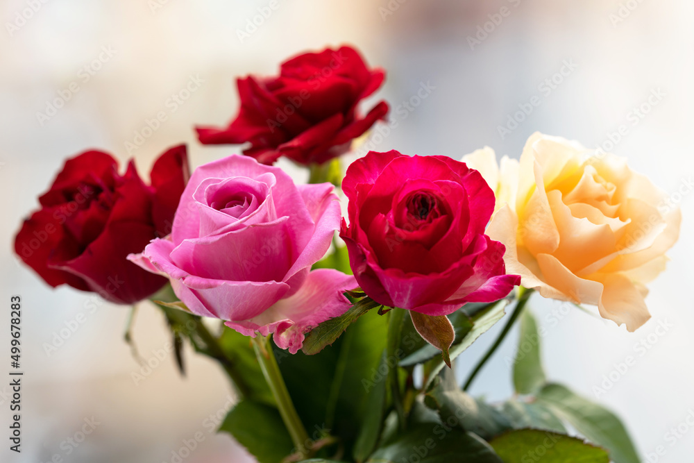 bouquet of red, pink and yellow roses close-up bouquet of red, pink and yellow roses close-up