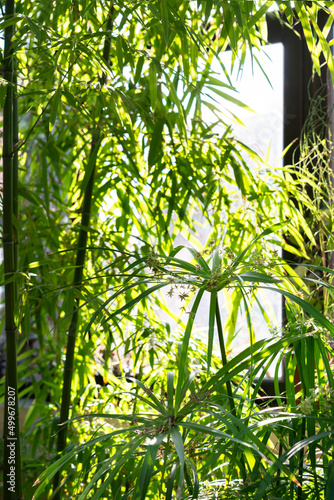 Branches of a beautiful tropical plant above and below against the background of the panoramic window of the winter garden.