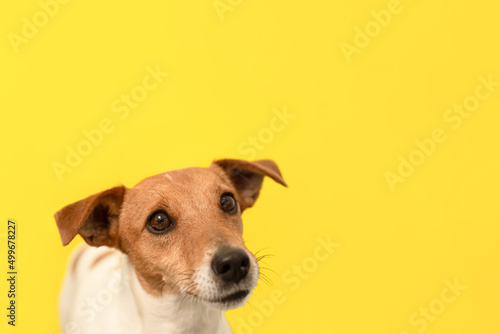 Jack Russell Terrier. Portrait. Thoroughbred dog on a yellow background. Copy space © Alexander