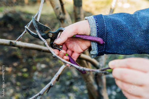 gardener cuts the branches of fruit trees in spring. Hand and pruner close-up