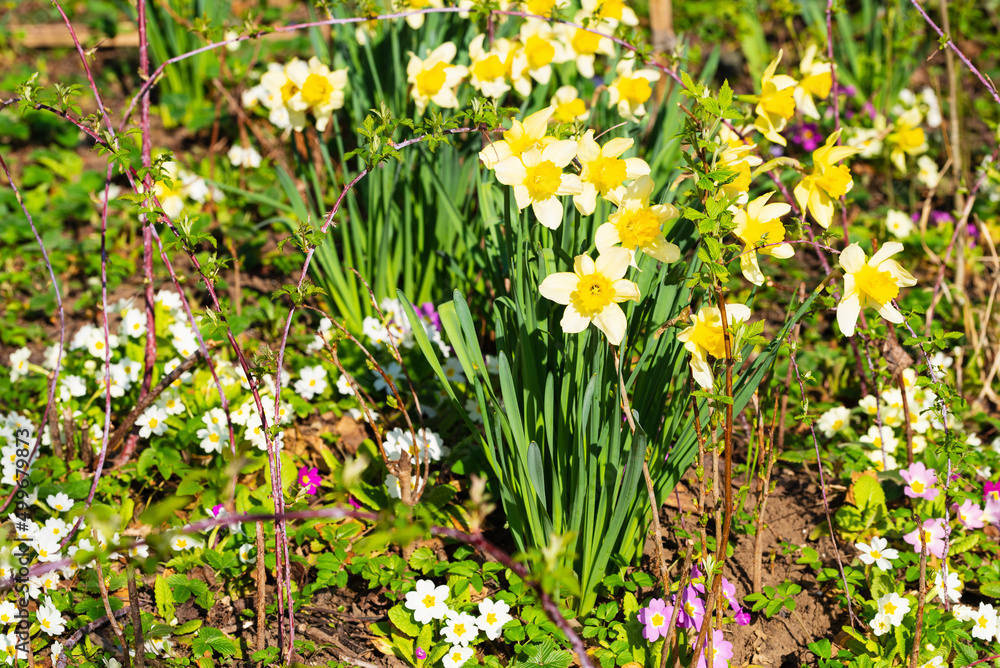 Blooming daffodils on a flower bed among other flowers