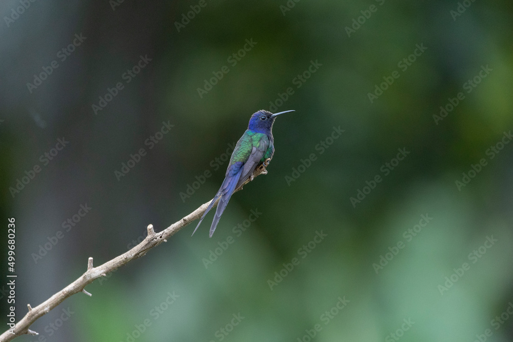 The swallow-tailed hummingbird perched on a branch of a tree in the forest. Its tail resembles scissors. The specie Eupetomena macroura also know as Beija-flor Tesoura. Birdwatching. Animal World. The swallow-tailed hummingbird perched on a branch of a tree in the forest. Its tail resembles scissors. The specie Eupetomena macroura also know as Beija-flor Tesoura. Birdwatching. Animal World.