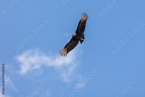 American black vultures flying in the blue sky with clouds . Species Coragyps atratus. New world vulture. Animal world. Birdwatching. Birding.