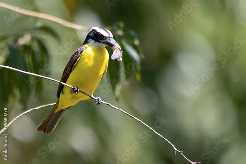 The Boat-billed Flycatcher also know as Neinei perched on the branches of a tree. Species Megarynchus pitangua. Animal world. Birdwatching.  Flycatcher. photo