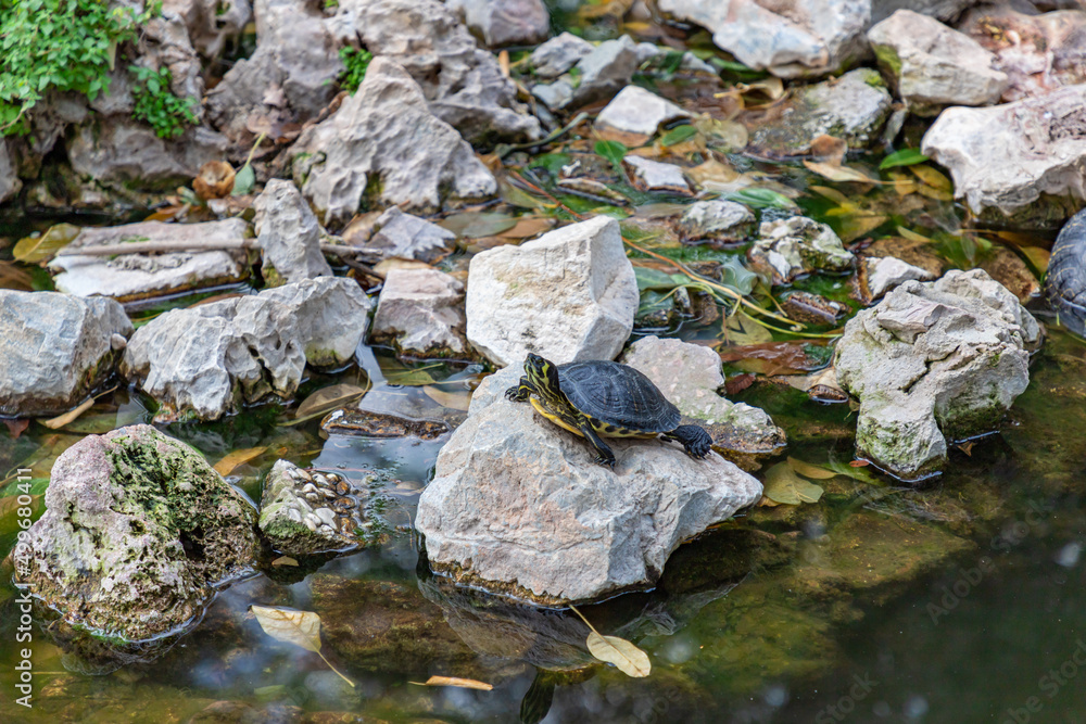 Turtle in its natural habitat. Pond turtle, yellow-bellied on the shore of the reservoir in reeds. Turtle in its natural habitat. Pond turtle, yellow-bellied on the shore of the reservoir in reeds.