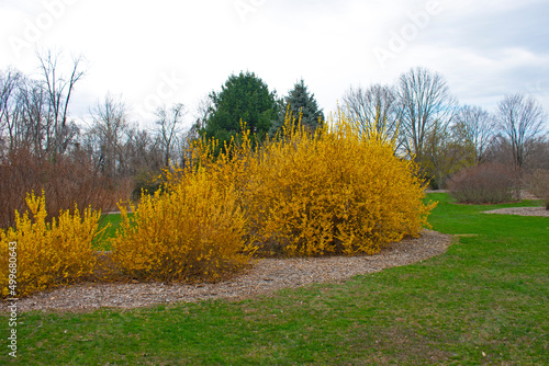 Fotografia, Obraz A row of yellow and orange forsythia bushes decorate a green lawn, on a partly c