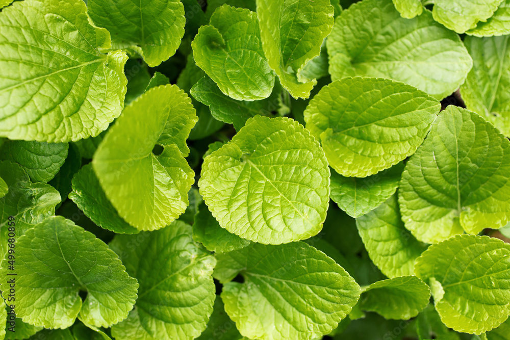 Natural background from textured green leafs,photography from above. Natural background from textured green leafs,photography from above.