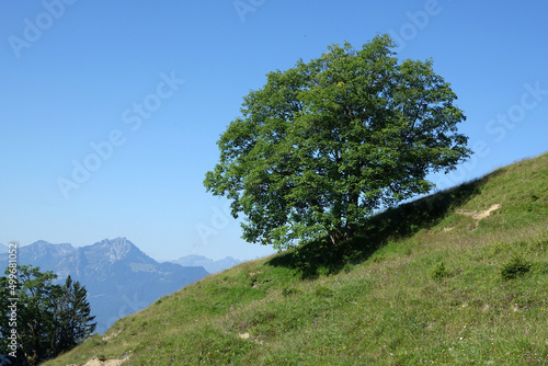 Baum am Alpwegkopf