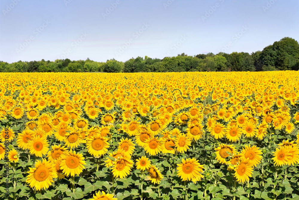 Yellow flowers of sunflowers on field in summer