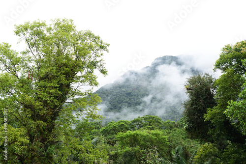 trees in the forest